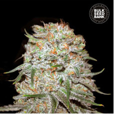 East Ryder auto feminised (Bulk Seed Bank)