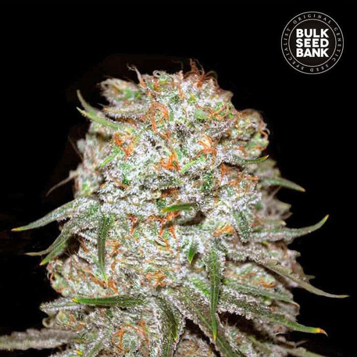 Семена конопли East Ryder autofem. Bulk Seed Bank