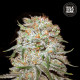 Семена конопли East Ryder autofem. Bulk Seed Bank