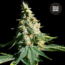 Extra Mintz auto feminised (Bulk Seed Bank)