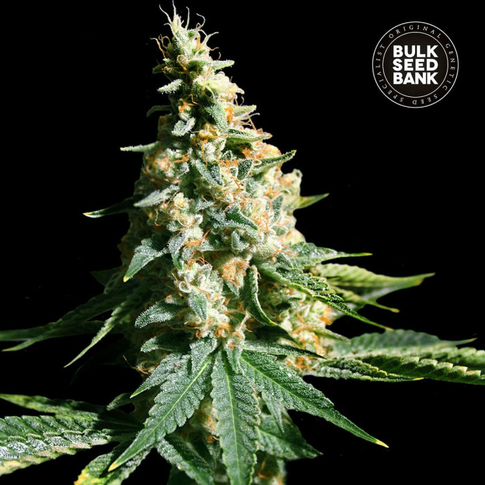 Насіння коноплі Extra Mintz autofem. Bulk Seed Bank