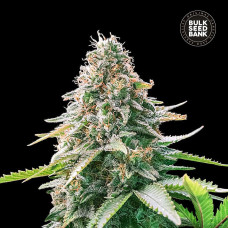 Gelato Samba auto feminised (Bulk Seed Bank)