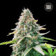 Насіння коноплі Gelato Samba autofem. Bulk Seed Bank