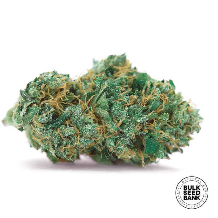 Насіння коноплі Gelato Samba autofem. Bulk Seed Bank