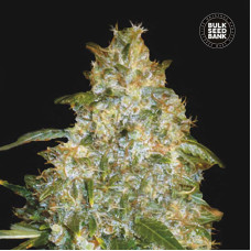 Good Wild Shark auto feminised (Bulk Seed Bank)