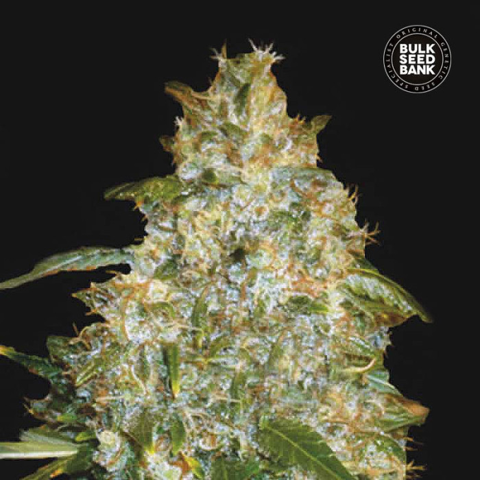 Семена конопли Good Wild Shark autofem. Bulk Seed Bank