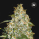 Семена конопли Good Wild Shark autofem. Bulk Seed Bank