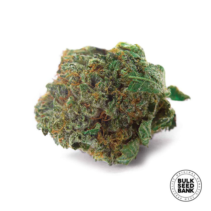 Семена конопли Good Wild Shark autofem. Bulk Seed Bank