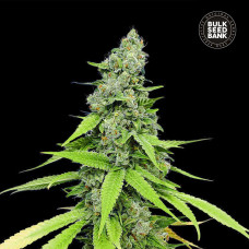 Grande Crack auto feminised (Bulk Seed Bank)