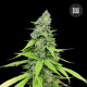 Семена конопли Grande Crack autofem. Bulk Seed Bank