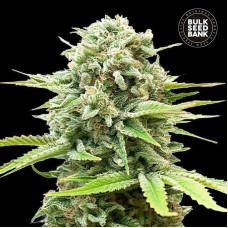 Guerilla Glue auto feminised (Bulk Seed Bank)
