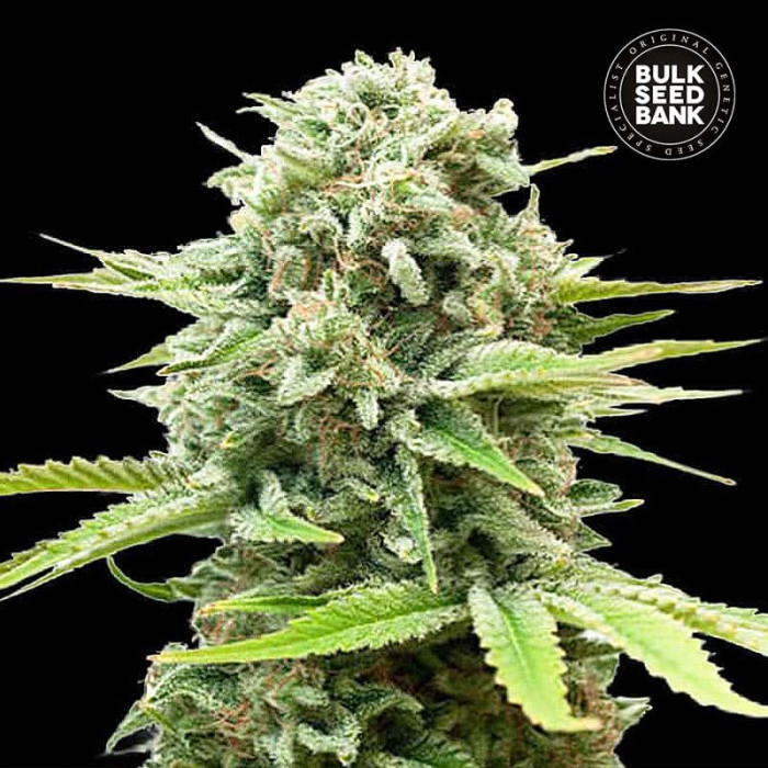 Насіння коноплі Guerilla Glue autofem. Bulk Seed Bank