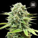 Насіння коноплі Guerilla Glue autofem. Bulk Seed Bank
