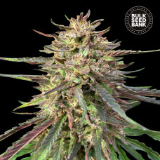 Guerilla Glue CBD auto feminised (Bulk Seed Bank)