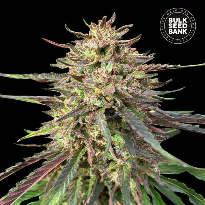 Насіння коноплі Guerilla Glue CBD autofem. Bulk Seed Bank