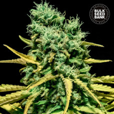Hell Bells OG auto feminised (Bulk Seed Bank)
