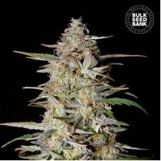 Hindu Kush auto feminised (Bulk Seed Bank)