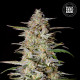 Семена конопли Hindu Kush autofem. Bulk Seed Bank