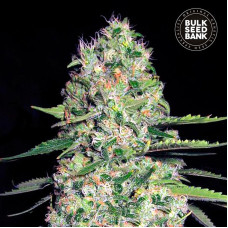 Jack Hair auto feminised (Bulk Seed Bank)