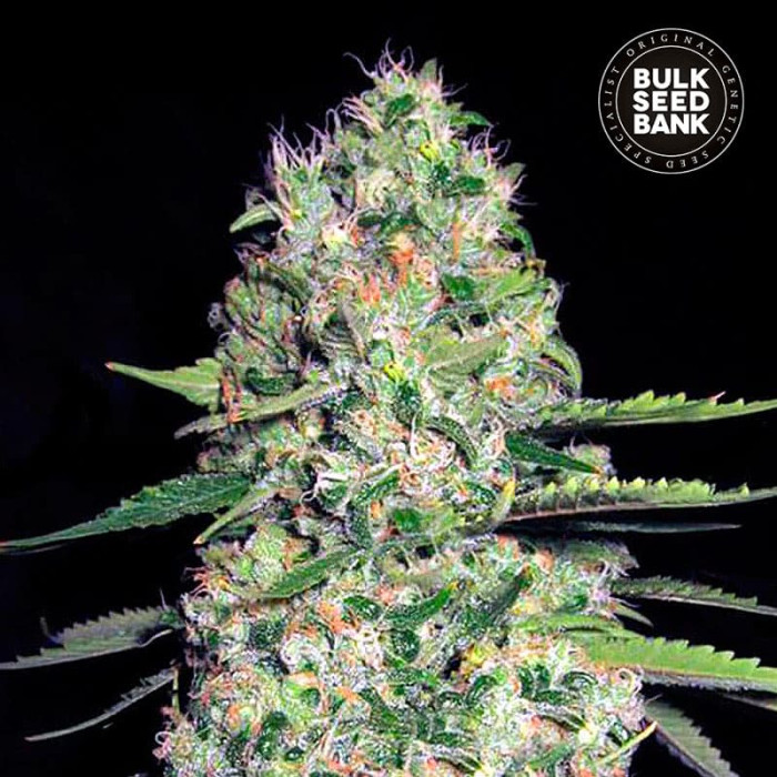 Насіння коноплі Jack Hair autofem. Bulk Seed Bank