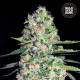 Насіння коноплі Jack Hair autofem. Bulk Seed Bank