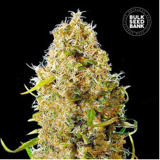 Kali’s Mistery auto feminised (Bulk Seed Bank)