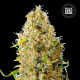 Семена конопли Kali’s Mistery autofem. Bulk Seed Bank