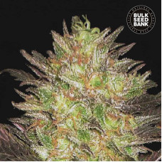 Lavender Best auto feminised (Bulk Seed Bank)