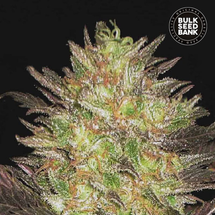 Семена конопли Lavender Best autofem. Bulk Seed Bank