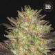 Семена конопли Lavender Best autofem. Bulk Seed Bank