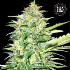 Lime Skunk auto feminised (Bulk Seed Bank)