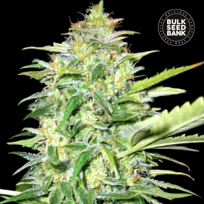 Семена конопли Lime Skunk autofem. Bulk Seed Bank