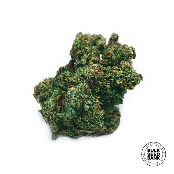 Семена конопли Lime Skunk autofem. Bulk Seed Bank