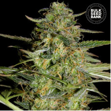 Loveryder auto feminised (Bulk Seed Bank)