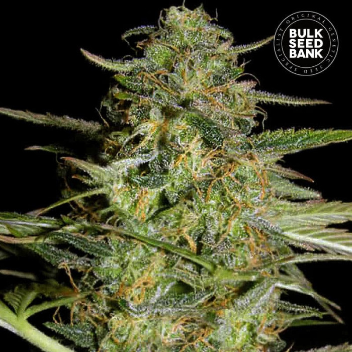 Семена конопли Loveryder autofem. Bulk Seed Bank