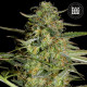 Семена конопли Loveryder autofem. Bulk Seed Bank