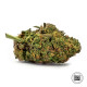 Семена конопли Loveryder autofem. Bulk Seed Bank