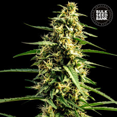 Mandalime Juice auto feminised (Bulk Seed Bank)