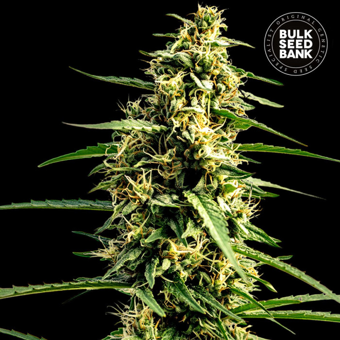 Семена конопли Mandalime Juice autofem. Bulk Seed Bank