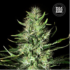 Mazar Extra auto feminised (Bulk Seed Bank)