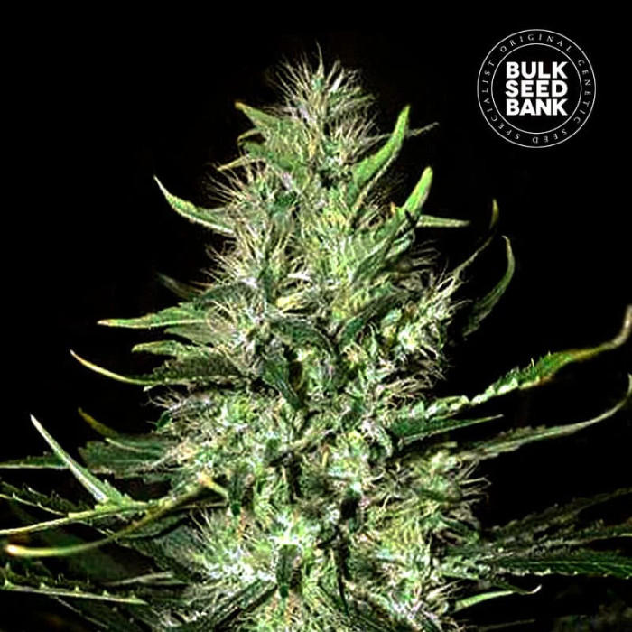 Семена конопли Mazar Extra autofem. Bulk Seed Bank
