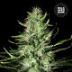 Семена конопли Mazar Extra autofem. Bulk Seed Bank