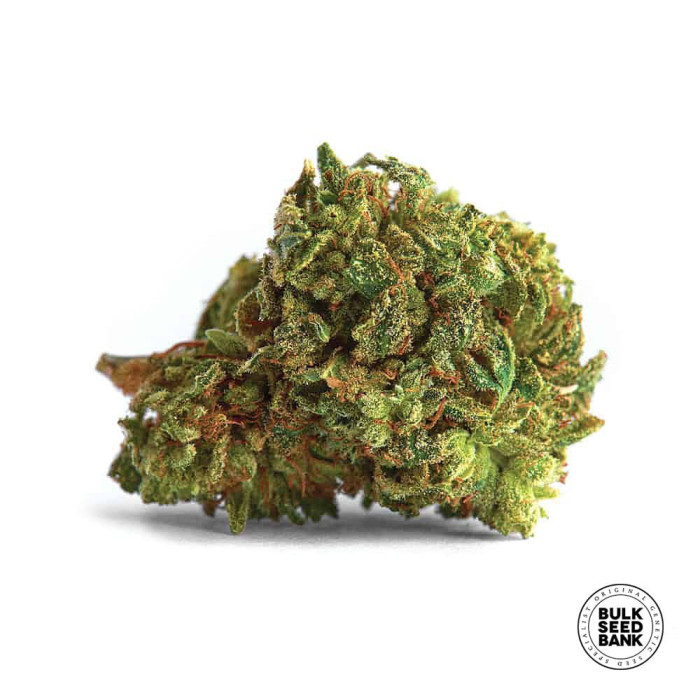 Семена конопли Mazar Extra autofem. Bulk Seed Bank