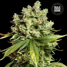 Mimosa Famosa auto feminised (Bulk Seed Bank)