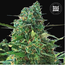 NBA Diesel auto feminised (Bulk Seed Bank)