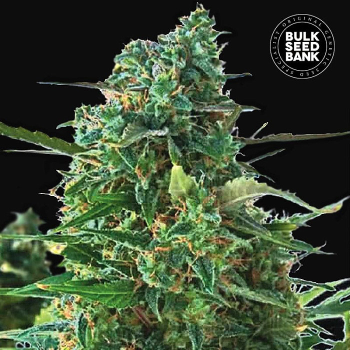 Семена конопли NBA Diesel autofem. Bulk Seed Bank