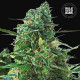 Семена конопли NBA Diesel autofem. Bulk Seed Bank