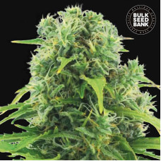 Northern Light auto feminised (Bulk Seed Bank)