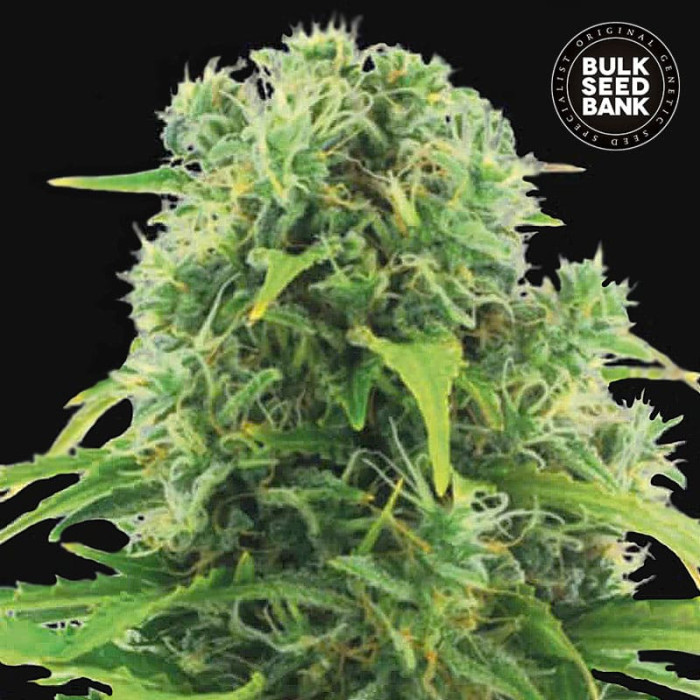 Семена конопли Northern Light autofem. Bulk Seed Bank