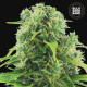 Семена конопли Northern Light autofem. Bulk Seed Bank